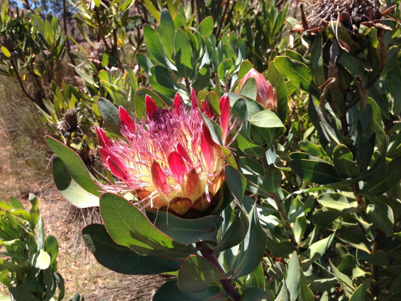 Alba House Guest House Paarl Exteriör bild